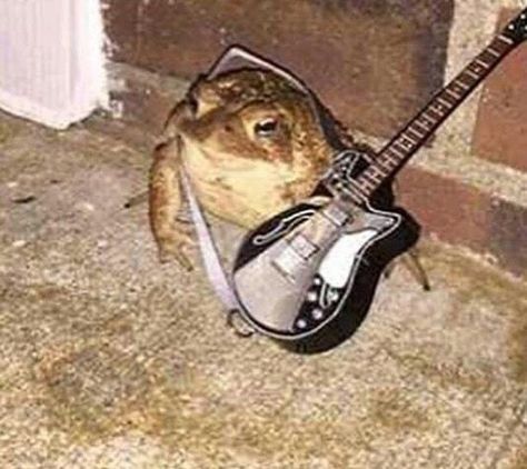 Frog Rock, Cursed Image, Frog Pictures, Funny Frogs, Smooth Jazz, A Frog, Frog And Toad, Cute Frogs, On The Ground