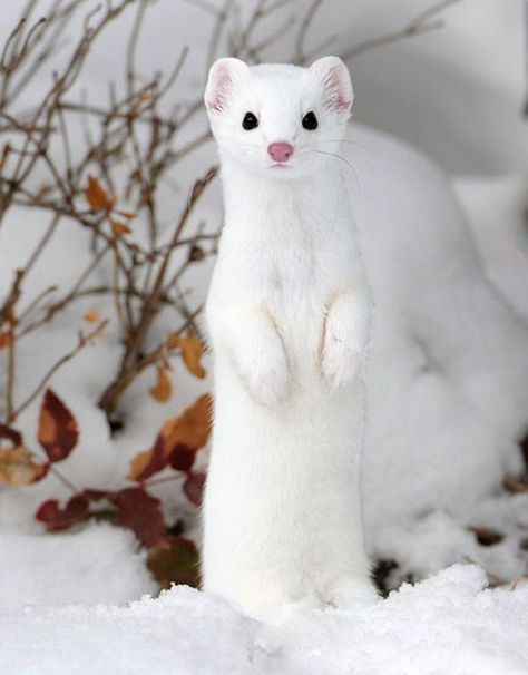 Weasels live in a variety of habitats, such as open fields, woodlands, thickets, roadsides and farmlands. They typically thrive in environments abundant with small prey (like small rodents) and with an available source of water. Most weasels live in either abandoned burrows, or nests under trees or rockpiles. Winter Stoat, Animal Study, Mountain Life, Wildlife Photos, Ap Art, Rodents, Book Inspiration, Ferret, Otters