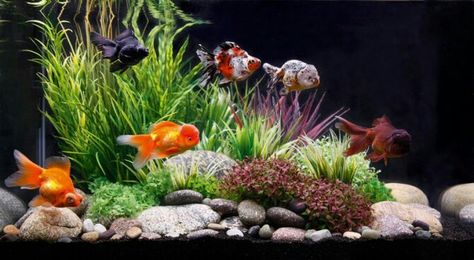 . Goldfish Aquarium, Fancy Goldfish, Goldfish Tank, Cool Fish Tanks, Fish Tank Design, Aquarium Ideas, Cool Fish, Aquarium Design, Types Of Fish