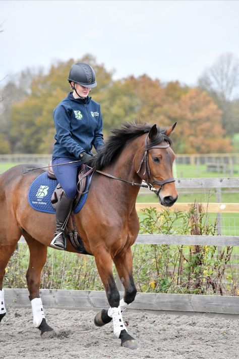 Rider on a horse in a paddock Dressage, Riding Helmets, Equestrian, Horses