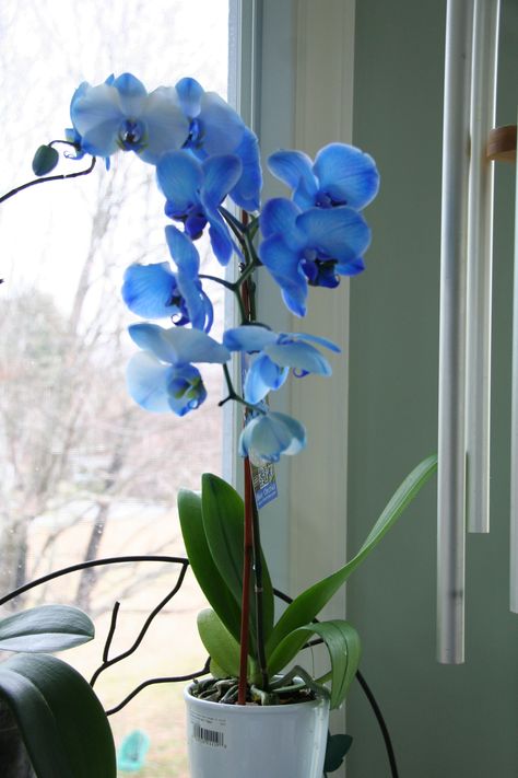 Beautiful blue Orchid Blue Orchid Wallpaper, Blue Orchid Centerpieces, Types Of Blue Flowers, Lash Room Ideas, Orchid Wallpaper, Orchid Blue, Orchid Leaves, Moth Orchid, Orchids Garden