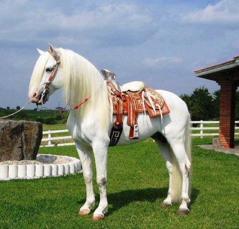 white horse Mexican Saddle, Barrel Racing Horses, Horse Inspiration, Cowboy Horse, Unicorn Horse, America Latina, Most Beautiful Horses, Most Beautiful Animals, Majestic Horse