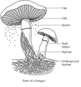 hyphae - Study Solutions Fungi Images, Biology For Kids, Natural Resource Management, Sketch Images, Coloring Worksheet, Color Worksheets, Middle School Science, Nature Study, Explore Nature