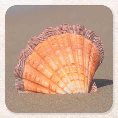 Scallop Shell Crete, Greece 6 coasters Gender: unisex. Age Group: adult. Calico Scallop, Scallop Shell, Crete Greece, Paper Coaster, Scallop Shells, Square Paper, Shell Art, Crete, Icon Set