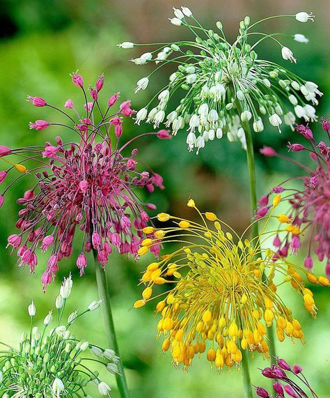 Allium flavum, carinatum and carinatum 'Album' Bulbs Garden Design, Garden Bulbs, Unusual Flowers, Bulb Flowers, Arte Floral, Exotic Flowers, The Grass, Flower Beauty, Beautiful Blooms