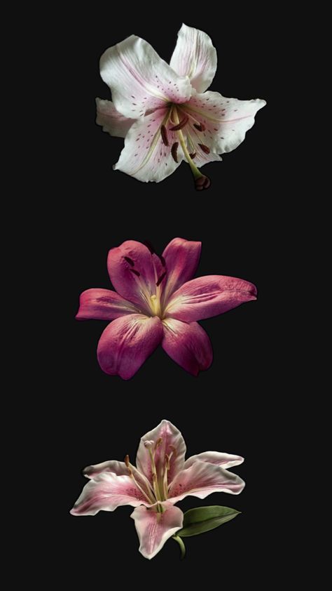 Flower Lockscreen, Lily Wallpaper, Laptop Decoration, Flower Icons, Mac Wallpaper, Iphone Wallpaper Pattern, Nothing But Flowers, Iphone Homescreen Wallpaper, Iphone Wallpaper Photos