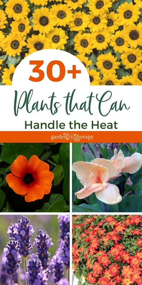 Sun Tolerant Flowers, Plants That Grow In Full Hot Sun, Plants For Heat And Sun, Flowers That Love Sun And Heat, Plants That Love The Sun And Heat, Drought And Heat Tolerant Plants, Sun Tolerant Plants Landscapes, Full Sun Potted Plants Outdoor Ideas, Summer Plants Full Sun