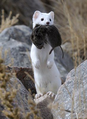 I love weasels!!! Cute Animal Tattoos, Regard Animal, Animals Tattoo, Tattoo Nature, Cute Ferrets, Albino Animals, Animal Sketches, Animal Tshirt, Animal Photo