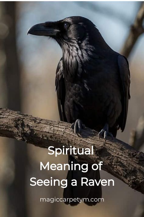 A raven perched on a bare branch with text overlay "Spiritual Meaning of Seeing a Raven" along with the website "magiccarpetym.com". Quote The Raven Nevermore, What Does A Raven Symbolize, Raven Meaning Spiritual, Raven Meaning Spirit Guides, Raven Spiritual Meaning, Raven Meaning, Raven Symbolism, Raven Quotes, Raven Symbol