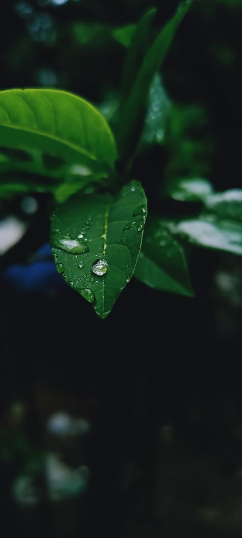 life is like water drop on leaf. Water Droplet On Leaf, Water Drops On Leaf, Jellyfish Ideas, Water Drop On Leaf, Water Drop Photography, Sensory Board, Water Drip, Sensory Boards, Soda Stream