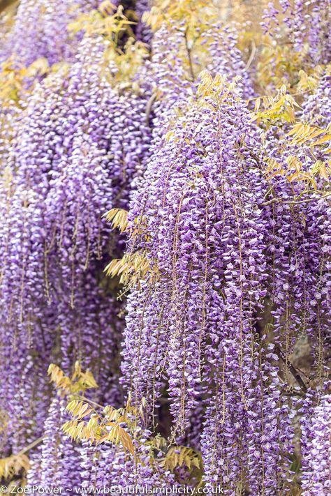 Lilac Aesthetic, Yellow Aesthetic Pastel, Purple Wisteria, Lavender Lemonade, Lavender Aesthetic, Photo Boards, Honey Colour, Yellow Aesthetic, Color Inspo