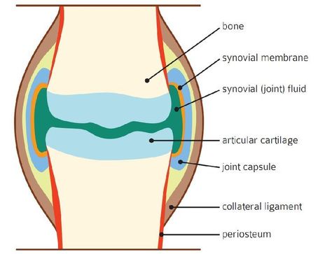 Equine Joint Disease | Horse Journals Equine Vet Tech, Equine Veterinary, Large Animal Vet, Horse Lessons, Veterinary School, Vet Medicine, Vet Assistant, Horse Anatomy, Horse Therapy