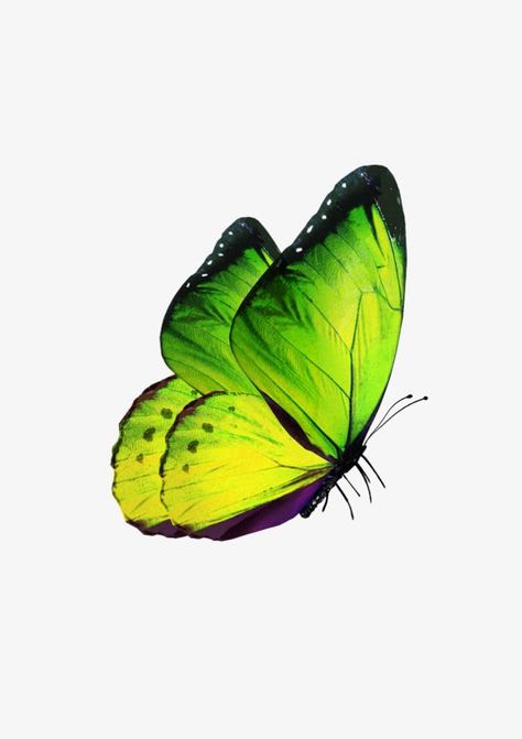 Borboleta Tattoo, Green Butterflies, City Life Photography, Butterfly Png, Butterfly Clipart, Baby Animal Drawings, Butterfly Artwork, Butterfly Art Painting, Big Butterfly