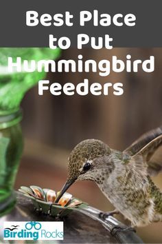 Diy Hummingbird Feeder, Backyard Birds Watching, Hummingbird Food, Hummingbird Nectar, Hummingbird Plants, Hummingbird Feeder, Hummingbird Garden, How To Attract Hummingbirds, Humming Bird Feeders