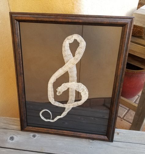 Snakeskin Treble Clef Art By Brad Byers Shed Skin From a Milk Snake Snake Display Ideas, Crafts With Snake Shed, Snake Room Ideas, Diy Snake Skin Crafts, Snake Skin Art Ideas, Snake Shed Crafts, Snake Skin Crafts, Snake Skin Decor, Snake Shedding Skin Art