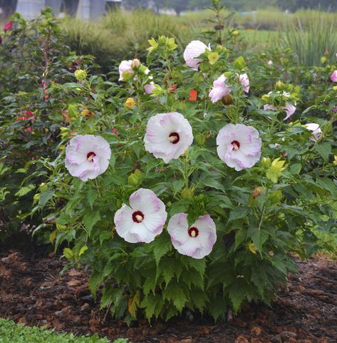 20 White and Silver Plants Perfect for Creating Moon Gardens | Proven Winners Plant Pallet, Mallow Plant, Rose Mallow, Hibiscus Tree, Hardy Hibiscus, Silver Plant, Hibiscus Plant, Fall Care, Border Plants