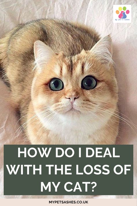 How do I deal with the loss of my cat? How to get over the grief of losing a cat? I’m afraid there isn’t a simple one-size fits all answer to these questions. Some days will be harder than others. Some cats will take longer than others. We all grieve differently and each cat loss will be different. The bound with your cat is as completely unique as they are so each cat loss journey will be completely unique too. Pet Loss Cat, Dealing With Loss, Cat Loss, Pet Bereavement, Foster Cat, Cat Reading, God Heals, Pet Ashes, Old Cats