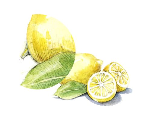 Lemon watercolor illustration Lemon Kitchen Decor, Fruit Art Print, Lemon Watercolor, Lemon Art, Fine Art Giclee Prints, Fruit Illustration, Fruit Painting, Beach Canvas, Printable Art Prints