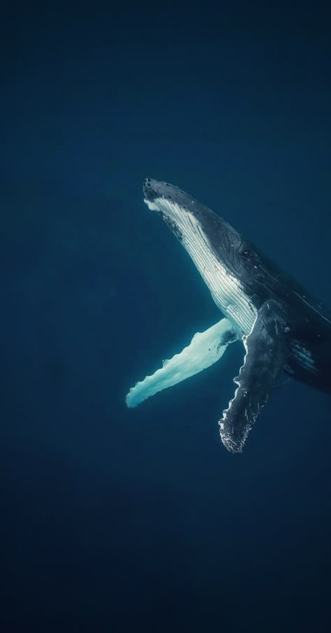 Humpback Whale Wallpaper, Whales Aesthetic, 52hz Whale, Blue Whale Wallpaper, Whale Wallpapers, Whale Aesthetic, Whales Wallpaper, Whale Wallpaper, Whale Pictures