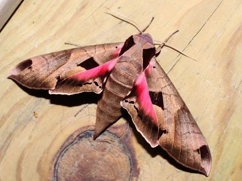 Biodiversity Project, Sphinx Moth, Maryland, Moth, Google Search