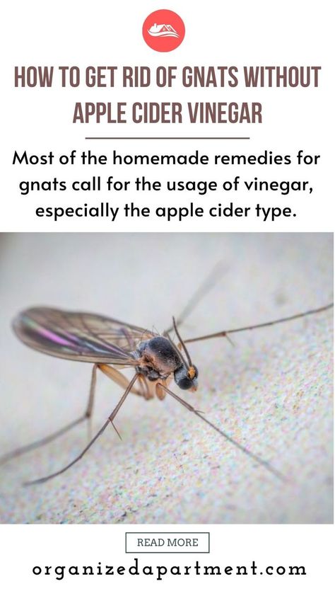 How To Get Rid Of Nats In The House, How To Get Rid Of Gnats In The House, Gnats Get Rid Of In Kitchen, How To Catch Gnats, Gnat Trap Diy, Kill Nats, How To Catch Flies, Getting Rid Of Nats, How To Kill Gnats