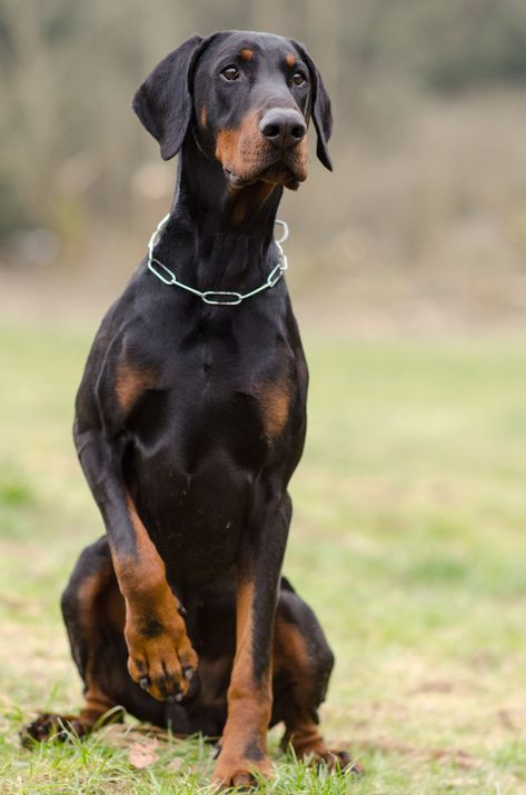 Doberman Uncut Ears, Doberman Normal Ears, Doberman With Floppy Ears, Loyal Dog Breeds, Doberman Puppies, Doberman Love, Doberman Dog, Doberman Pinscher Dog, Doberman Puppy