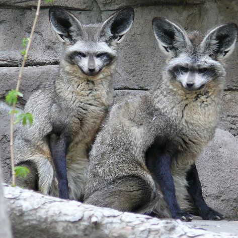 The Bat-Eared Fox Bat Eared Fox, Animal Aesthetic, Interesting Animals, Unusual Animals, Rare Animals, Pretty Animals, Animal Painting, Wild Dogs, Silly Animals