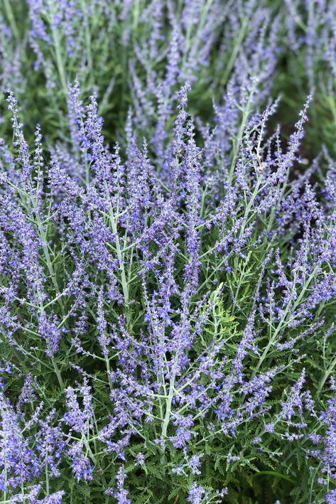 Russian Sage is one of those plants that every garden should have. Easy to grow, gives a little vertical height, is drought tolerant once established, pollinators love it, and gives you flowers from mid summer to fall!