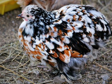 Bantam Cochin Chickens, Chickens Aesthetic, Pretty Chickens, Farm Life Aesthetic, Chickens Breeds, Pet Chickens Breeds, Farms Animals, Aesthetic Chicken, Cochin Chickens