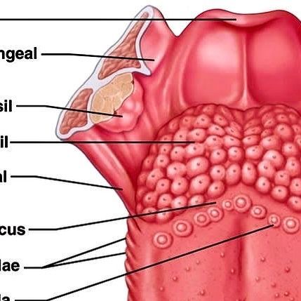 Med_Quiz_zone on Instagram: "✳️Anatomical Diagram of the Tongue:

	⭕️1.	Epiglottis: A flap of tissue located at the base of the tongue, responsible for covering the trachea during swallowing to prevent food and liquid from entering the airway.

	⭕️2.	Palatopharyngeal Arch: The fold of tissue extending from the soft palate to the side of the pharynx, which helps in the movement of food from the mouth to the esophagus.

	⭕️3.	Palatine Tonsil: Lymphatic tissue located on either side at the back of the throat, playing a role in immune response by trapping pathogens.

	⭕️4.	Lingual Tonsil: A collection of lymphoid tissue located at the base of the tongue, involved in the immune defense system.

	⭕️5.	Palatoglossal Arch: A fold of mucous membrane extending from the soft palate to the side of the Lingual Tonsils, Anatomical Diagram, Soft Palate, Future Doctor, Immune Response, Medical Research, The Tongue, The Division, Medical Education