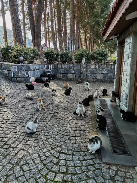 Cats In Europe, Istanbul Cats Aesthetic, Istanbul Turkey Cats, Cats In Italy, Cats In Turkey, Street Cats Aesthetic, Turkey Streets, Cat Istanbul, Cats Istanbul