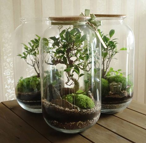 Can a bonsai tree live in a terrarium - Bonsai-Express.com Bottle Garden Ideas, Ficus Ginseng Bonsai, Closed Terrarium Plants, Tropical Terrariums, Ficus Ginseng, Ficus Bonsai, Bonsai Ficus, Bottle Terrarium, Open Terrariums