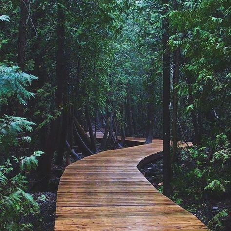 This 5-km Boardwalk Trail Takes You Through An Ancient Forest In Ontario. Via Narcity. Ontario Road Trip, Ontario Travel, Canadian Travel, Boreal Forest, Canada Road Trip, Ancient Forest, Secret Places, Alfredo Sauce, Summer Bucket