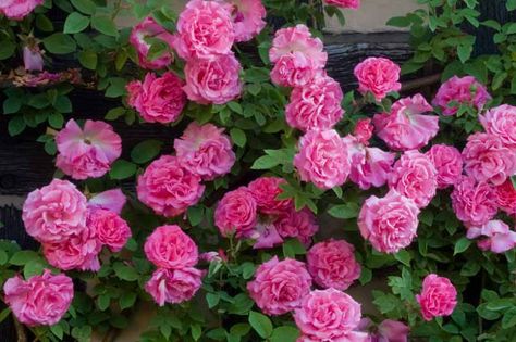 Rosa 'Zephirine Drouhin' (Bourbon Rose)- Would be nice to climb on the house by the guest bedroom window Thornless Climbing Roses, Rose Companion Plants, Summer Flower Arrangements, Lake Garden, Climbing Rose, Heirloom Roses, Planting Shrubs, Shrub Roses, David Austin Roses