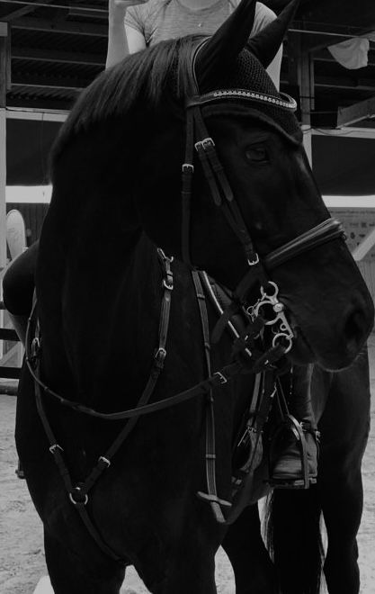 Equitation Aesthetic, Horseback Riding Aesthetic, Old Couple Photography, Dark Academia Posters, Horsey Life, Horse Competition, Beautiful Horses Photography, Equestrian Aesthetic, Show Horse