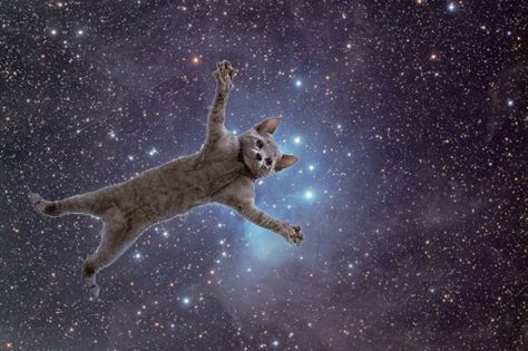 Cat In Space, Silly Kitty, Funny Looking Cats, Toro Inoue, Giant Cat, Taco Cat, Galaxy Cat, Mew Mew, Creepy Pictures