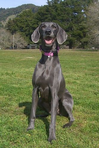 Blue Weimaraner, Weimaraner Puppies, Weimaraner Dogs, Silly Dogs, Blue River, Weiner Dog, Sweet Dogs, Weimaraner, Pitbull Dog