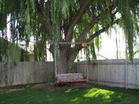 swing from weeping willow tree Weeping Willow Tree Backyard, Willow Tree Backyard, Kids Yard, Tree Bench, Weeping Willow Tree, Weeping Willow, Palm Coast, Starter Home, Willow Tree