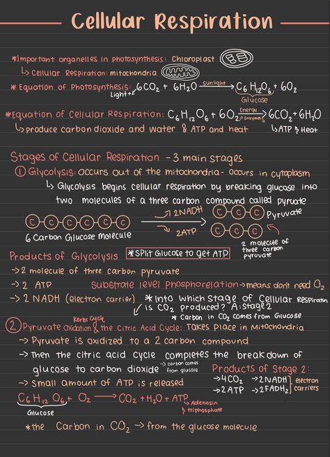 I will turn your handwritten notes to aesthetic pinterest notes Biology Notes Life Processes, Human Biology Aesthetic Notes, Photosynthesis Notes Aesthetic, Biology Photosynthesis Notes, Life Processes Biology Notes, Bio Notes Aesthetic, Science Aesthetic Notes, Studying Biology Aesthetic, Life Processes Notes