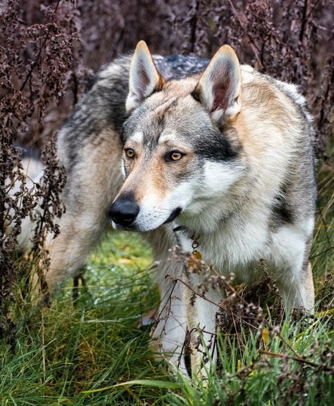 Czechoslovakian Vlcak, Twd Shifting, Tamaskan Dog, Northern Inuit, Northern Inuit Dog, Czechoslovakian Wolfdog, Dream Dog, Pretty Dogs, Pretty Animals