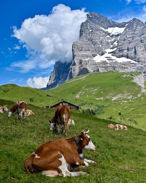 Switzerland Cows, Watercolour Ideas, Couch Potato, Wonderful Picture, Swiss Alps, Bern, Travel Diary, Mountain View, Switzerland