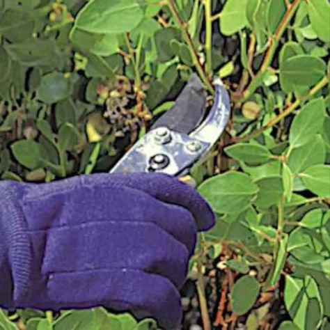 Nearly every gardener uses hand pruners to remove small, dead or dying branches and foliage, deadhead flowers, or shape shrubs and trees when their growth becomes lopsided or aesthetically unpleasing. But other pruning tools are needed for other care. Here's a review of the essentials and the optional tools needed for tree and shrub care. Copyright ©2002 by Dolezal & Associates. All Rights Reserved. grownbyyou.com Pruning Trees, Pruning Shrubs, Pruning Saws, Growing Trees, Pruning Tools, Landscape Plants, Hillside Landscaping, Tree Pruning, Planting Shrubs