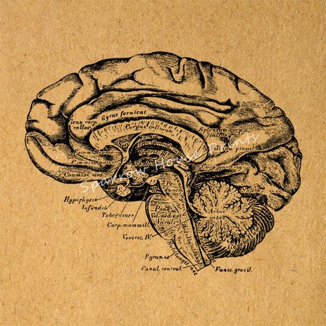 Brain Cross Section Art Vintage Print Medical Diagram Anatomy Antique Print with Antique Paper Style Background No.111 B2 8x8 8x10 11x14 @ sparrowhouseprints.etsy.com #WallArt #SparrowHousePrints #Art #Print #Vintage #Antique #Illustration #Decor Brain Diagram, Diagram Graphic, Brain Poster, Anatomy Illustration, Brain Illustration, Vintage Clipart, Brain Art, Vintage Newspaper, Antique Artwork