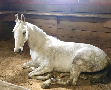 Horse Sleeping, Sleeping Horse, Horse Laying Down, Aussie Cattle Dog, Akhal Teke Horses, Horse Inspiration, Akhal Teke, Horse Gear, Majestic Horse