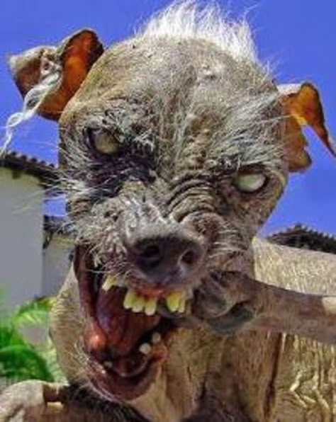 Ugly Dog Pictures, Ugly Dog Breeds, Ugliest Dog, Animal Jam Play Wild, World Ugliest Dog, Ugly Dog, Ugly Photos, Prayer Images, Ugly Animals