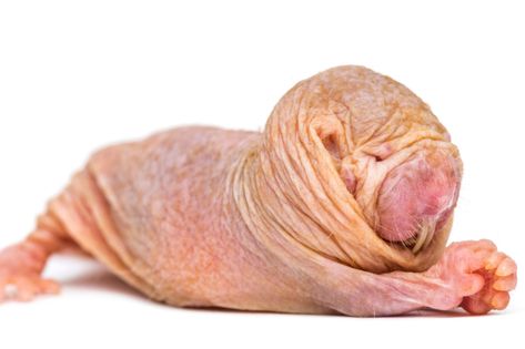 The queen sets the tone: Deciphering the dialects of naked mole-rats Hairless Mole Rat, Mole Rat, Tropical Forest, Environmental Science, Rodents, Mole, Real People, Rats