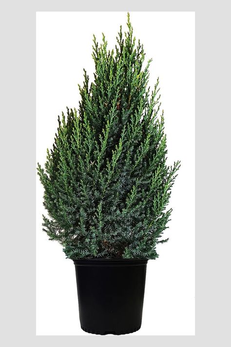 Blue Point Juniper, blue leafed evergreen plant in 3 Gallon pot. Plant is delivered direct from our nursery in a 3-gallon trade pot. It is fully rooted in the soil and can be planted immediately upon arrival, weather permitting #livetree #christmastree #amazon #ad Evergreen Potted Plants, Blue Point Juniper, Juniper Plant, Juniperus Chinensis, Colorado Blue Spruce, Plant Landscape, Box Wood Shrub, Live Tree, Planting Shrubs