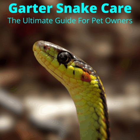 Garter Snake Care is similar to caring for any other snake. Make sure you give them the type of environment they enjoy in the wild. One key difference... Snake Breeds, Snake Care, Cypress Mulch, Snake Enclosure, Baby Snakes, Snake Tank, Garter Snake, The Wild One, Animal Conservation