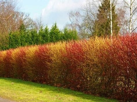 17 Inspiring Red Twig Dogwood Landscape Design Ideas Red Twig Dogwood Landscape, Hedgerow Fence, Dogwood Hedge, Cornus Stolonifera, Front Landscaping Design, Structural Planting, Yellow Twig Dogwood, Dogwood Shrub, Cornus Alba