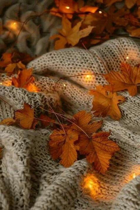 Fall Asthetic Photos, Aesthetic Scenes, Fall Homescreen, Background Autumn, Fall Pumpkin Decor, Pumpkin Patches, Autumn Magic, Fall Background, Autumn Days